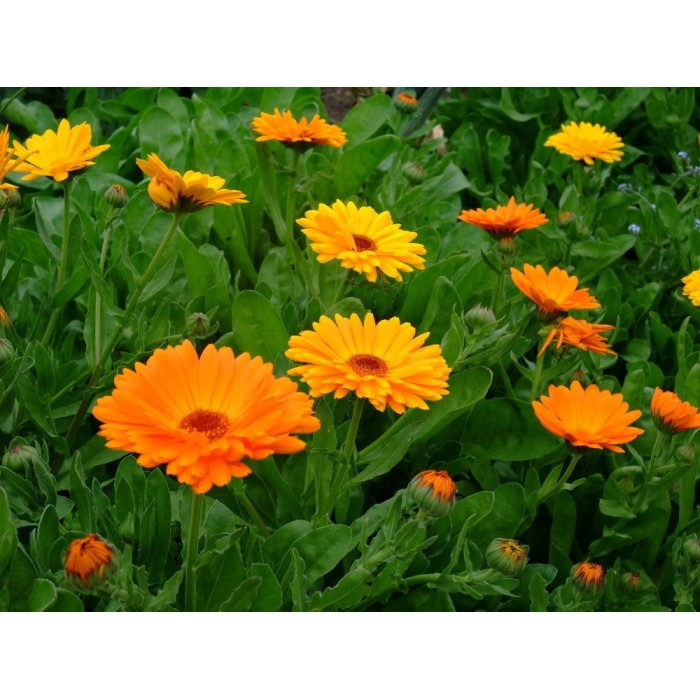 Calendula (Marigold) Dried Flowers